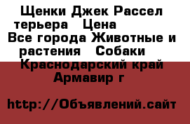 Щенки Джек Рассел терьера › Цена ­ 20 000 - Все города Животные и растения » Собаки   . Краснодарский край,Армавир г.